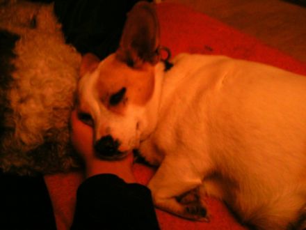 THERAPEUTISCHE HUNDESCHULE FÜR ANGSTHUNDE