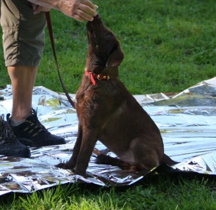 Mensch & Tiersuche- Hundetraining u. Pension