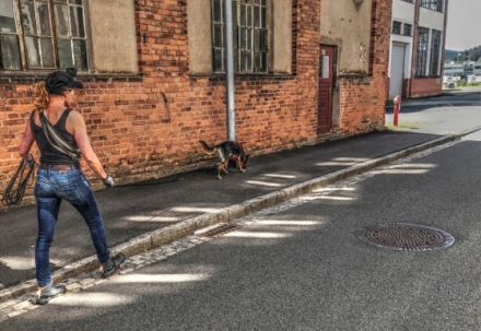 Mensch & Tiersuche- Hundetraining u. Pension