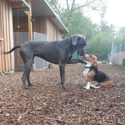 Mensch & Tiersuche- Hundetraining u. Pension