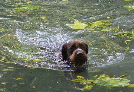 Hundepension Heineck