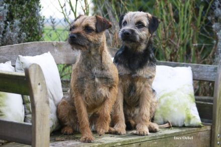 Hundepension Heineck