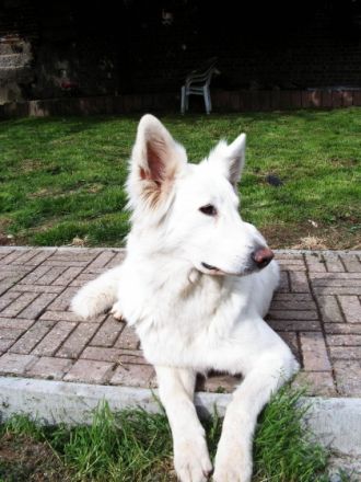 Hundepension Heineck