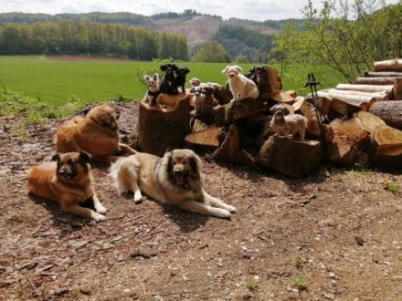 Hundeschule   -Frankenalb-
