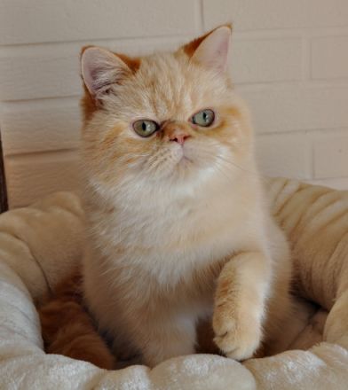 von der Wuschelbande