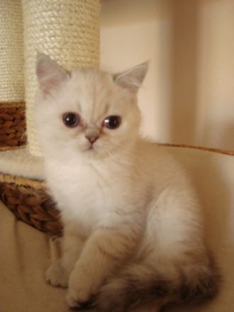 von der Wuschelbande