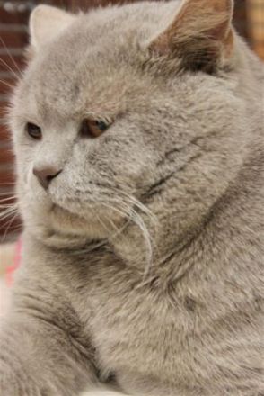 Ch. Benetton British Knights