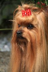 vom Haus English Cream