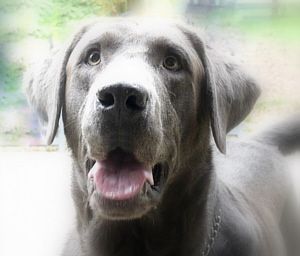 Karlo von der Hallertau