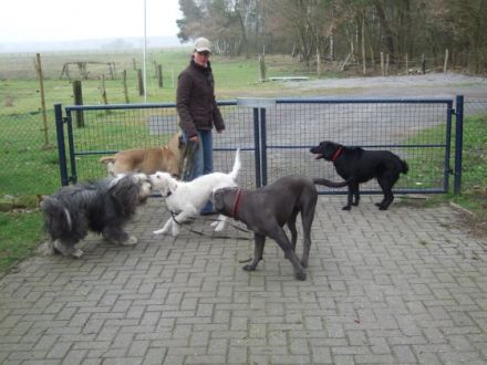 Hundepension Lingner Pfotenhof