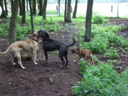 Hundepension Lingner Pfotenhof