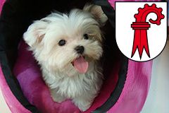 Online-Hundeschule.ch in der Schweiz