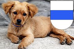 Online-Hundeschule.ch in der Schweiz