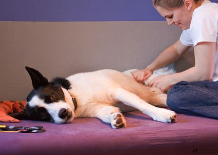 Tierphysio Rhein-Neckar