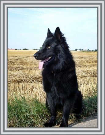 Dodge-Max vom schwarzen Ritter