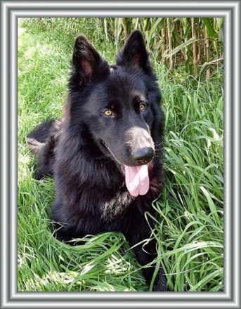 Dodge-Max vom schwarzen Ritter