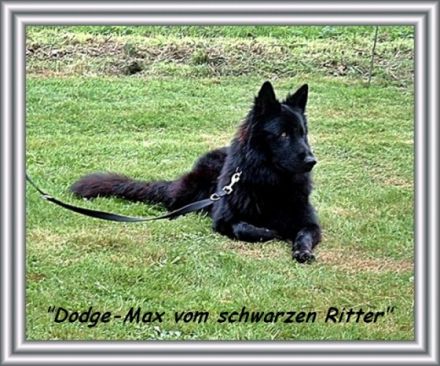 Dodge-Max vom schwarzen Ritter