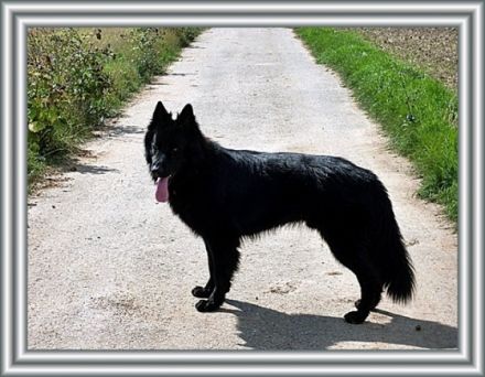 Dodge-Max vom schwarzen Ritter