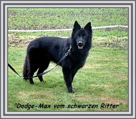 Dodge-Max vom schwarzen Ritter