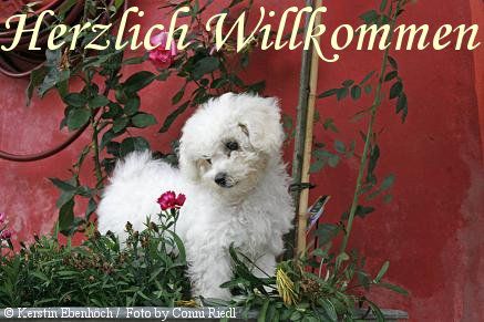 Tierhotel am Flughafen Hunde und Katzenpension