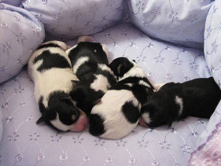 from the beautiful Snowflower