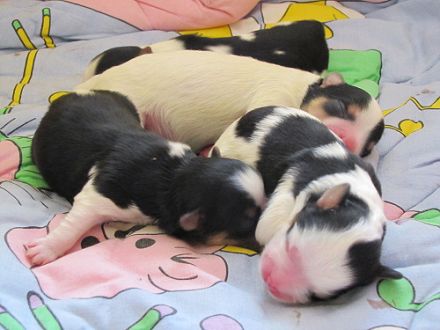 from the beautiful Snowflower