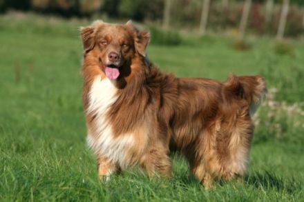 Fairydust´s Spunky Gangsta "Sam"