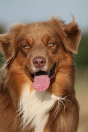 Fairydust´s Spunky Gangsta "Sam"