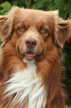 Fairydust´s Spunky Gangsta "Sam"