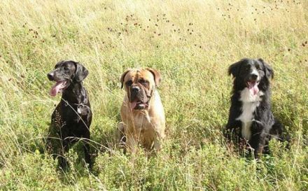 coach4dogs Hundeschule Frankfurt Main