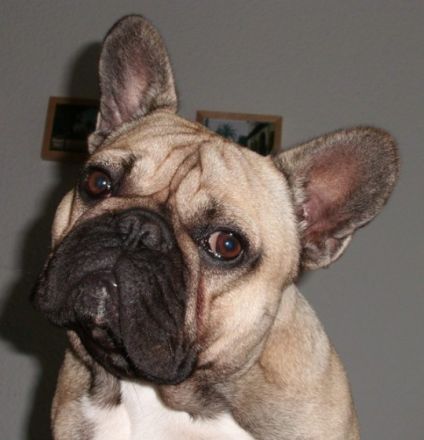 Aragon Buddy vom Heiligenhauser Berg