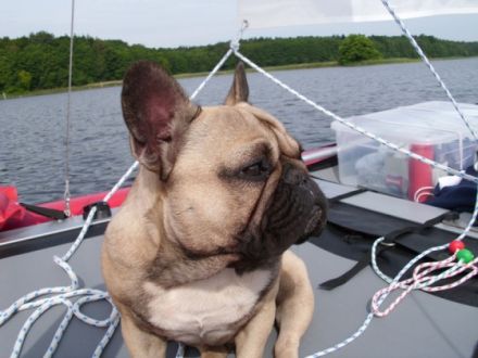 Aragon Buddy vom Heiligenhauser Berg