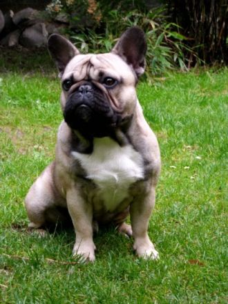 Aragon Buddy vom Heiligenhauser Berg