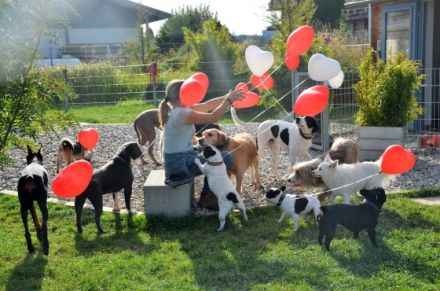 Dog Lodge Hundehotel