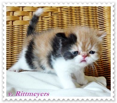 Vom Hause Rittmeyer