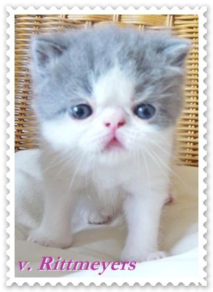 Vom Hause Rittmeyer