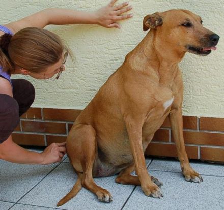 mobile Tierheilpraxis Pasing