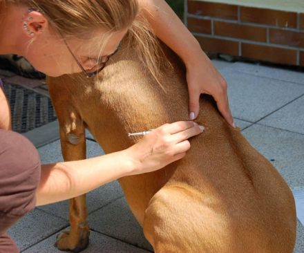 mobile Tierheilpraxis Pasing