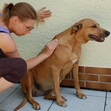 mobile Tierheilpraxis Pasing