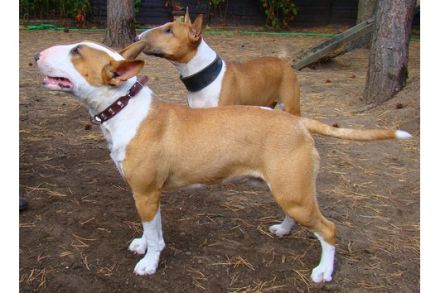 Dragon Flame`s Mephisto