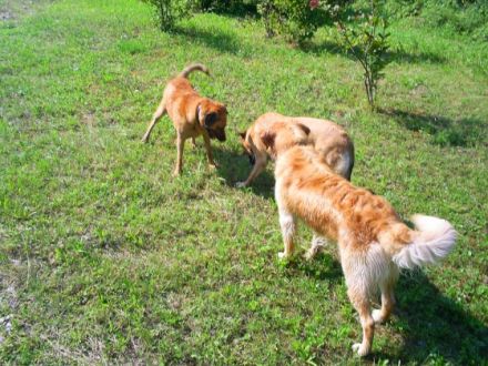 Mensch & Hund Oberding