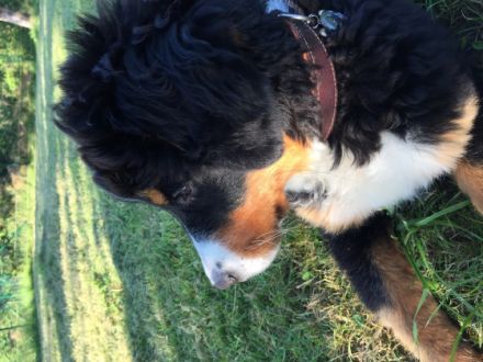 Hundeschule & Hundepension Canis Lupus