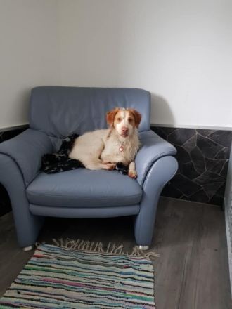 Hundeschule & Hundepension Canis Lupus