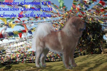 Guardian of Himalayas