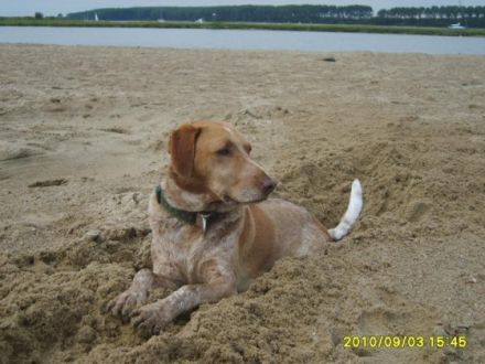 Urlaub mit Hund am Meer