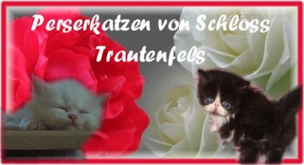 vom Schneebärenland