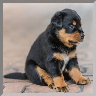 Rund um Ihren Hund - Jost Wunner