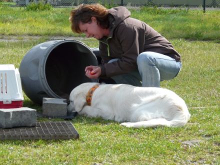 Hundeschule-Möhlmann