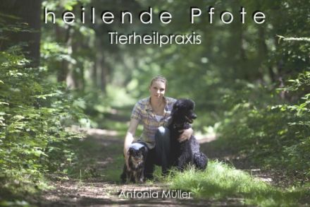 Tierheilpraxis heilende Pfote