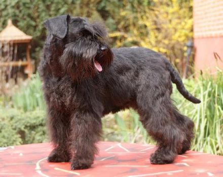 von den Kuschelzwergen